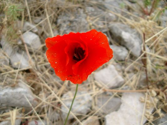 439 Die Vegetation auf Piskera.jpg